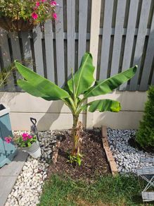 Banana plant 105cm