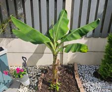 Banana plant 105cm