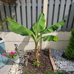 Banana plant 105cm