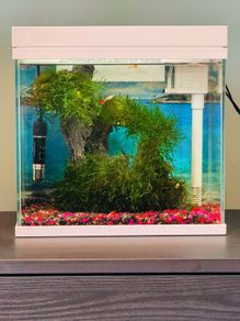 Beautiful 18L Aquarium with Guppy & Live Moss