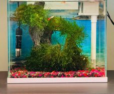 Beautiful 18L Aquarium with Guppy & Live Moss