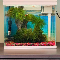 Beautiful 18L Aquarium with Guppy & Live Moss