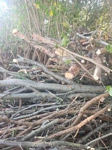 firewood
