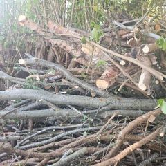 firewood