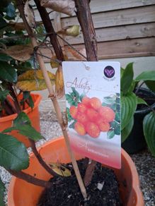plants