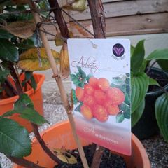 plants