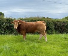 Pbr limousin bull