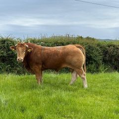 Pbr limousin bull