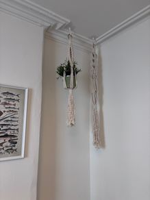 Plant holder