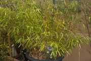Potted Bamboo