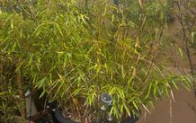 Potted Bamboo