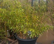 Potted Bamboo