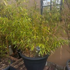 Potted Bamboo