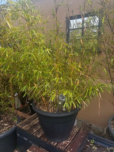 Potted Bamboo