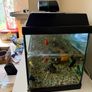fish tank only Image 3