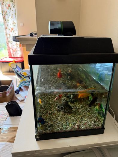 fish tank only