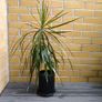 Dracaena Marginata / Dragon Tree Image 2