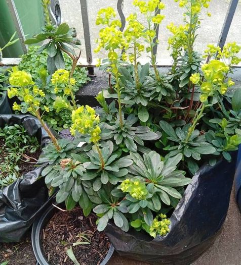 Euphorbia