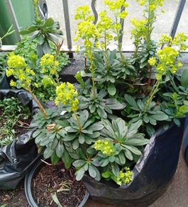 Euphorbia