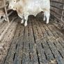 2 super purbread ch bulls very easy calving Image 7