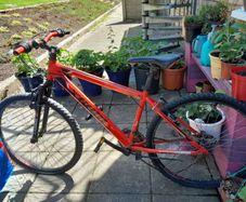 Cheap bikes