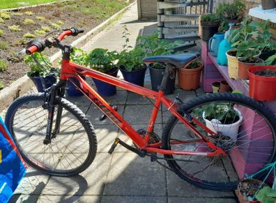 Cheap bikes