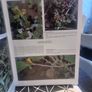 An illustrated guide to the flowers of Saudi Arabia (Hard covers, dust jacket Image 6