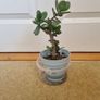 Tall Jade plant Image 3