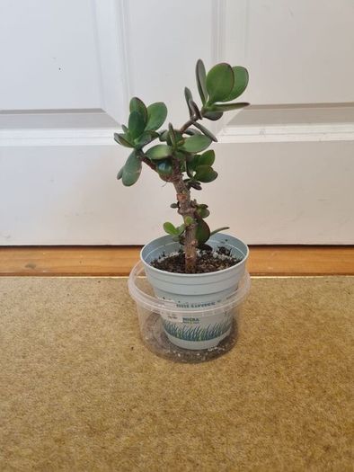 Tall Jade plant