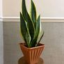 Snake plant Image 4