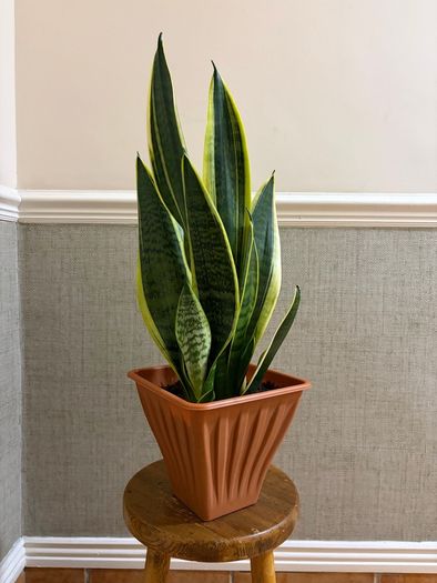 Snake plant