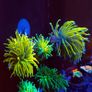 Angled Coral Frag Rack For Euphyllia Image 3