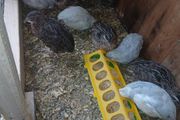 quail