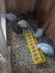 quail