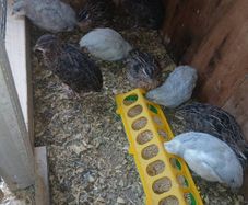 quail