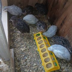 quail