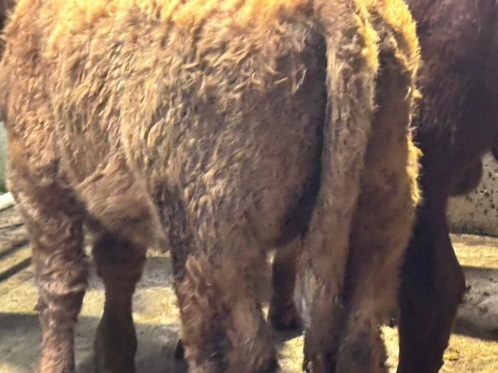 9 top quality suckler bred bull Weanlings for sale