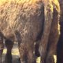 9 top quality suckler bred bull Weanlings for sale Image 7
