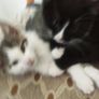Female kitten Image 2
