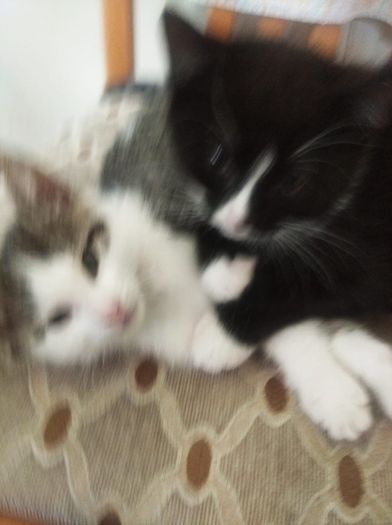 Female kitten