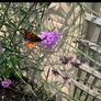 Verbena bonariensis Image 5
