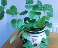 Cuban Oregano Plant with ceramic pot