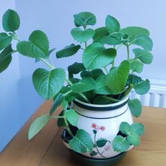 Cuban Oregano Plant with ceramic pot
