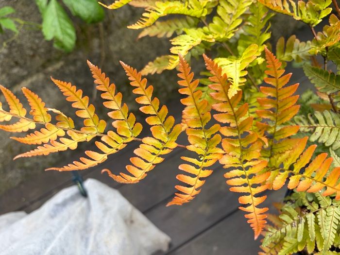 fern - dryopteris erythrosora