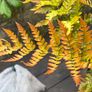 fern - dryopteris erythrosora Image 2