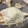 sea shells Image 3