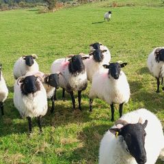 Sheep Mayo Black Face Hoggets