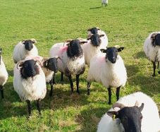 Sheep Mayo Black Face Hoggets