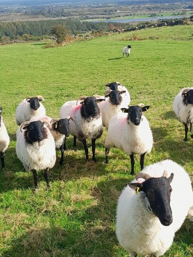 Sheep Mayo Black Face Hoggets