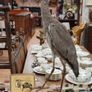 Vintage Taxidermy Grey Heron Image 3
